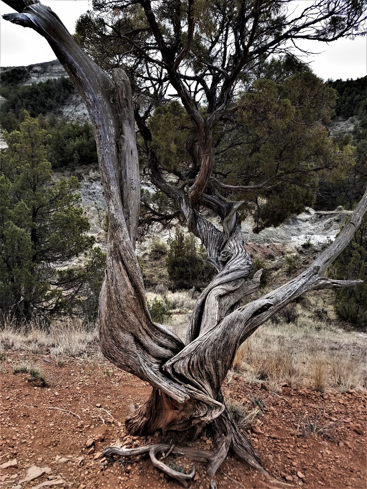 Old Cedar tree